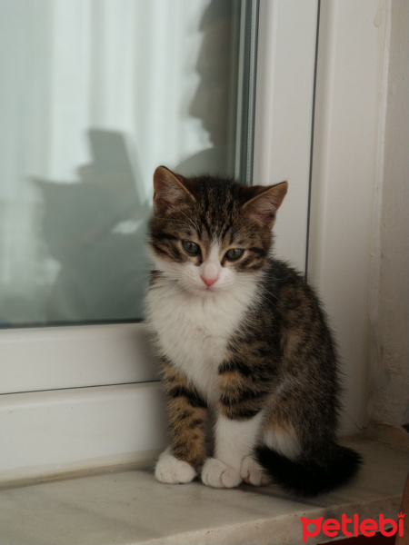 Tekir Kedi, Kedi  Mırmır fotoğrafı