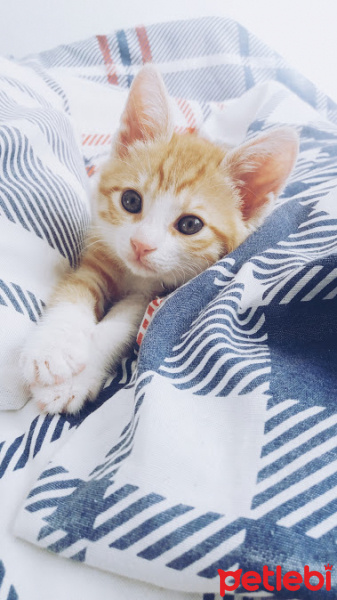 Tekir Kedi, Kedi  Bihter fotoğrafı
