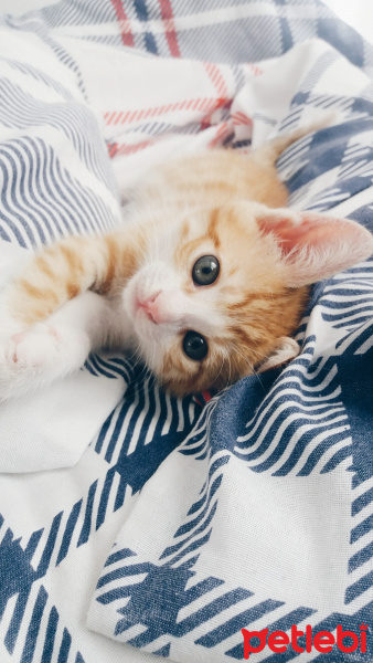 Tekir Kedi, Kedi  Bihter fotoğrafı
