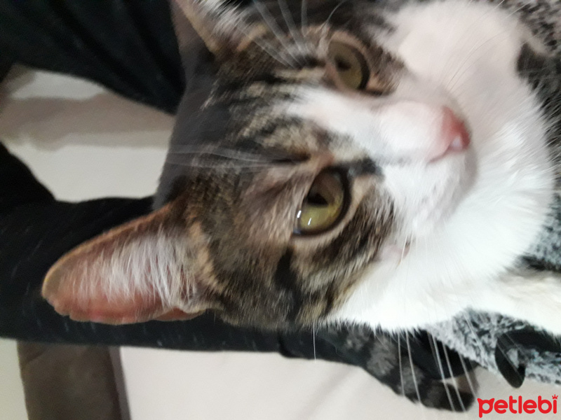 Tekir Kedi, Kedi  Behlul fotoğrafı