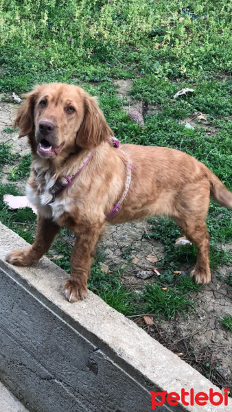 Golden Retriever, Köpek  Tarçın fotoğrafı