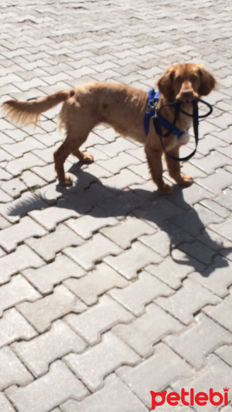 Golden Retriever, Köpek  Tarçın fotoğrafı