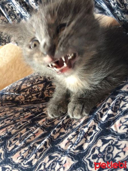 British Shorthair, Kedi  vision fotoğrafı