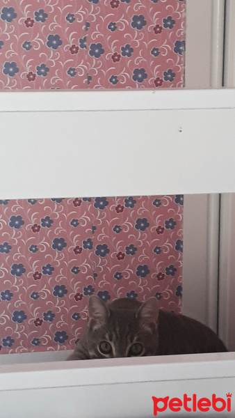 Tekir Kedi, Kedi  Mercan fotoğrafı