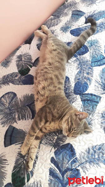 Tekir Kedi, Kedi  Mercan fotoğrafı