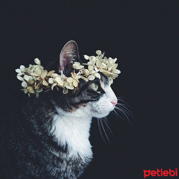 Soke, Kedi  elifiko fotoğrafı