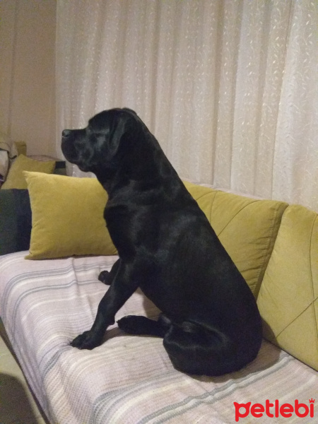 Cane Corso Italiano, Köpek  Paskal fotoğrafı