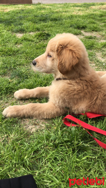 Golden Retriever, Köpek  PAŞA fotoğrafı