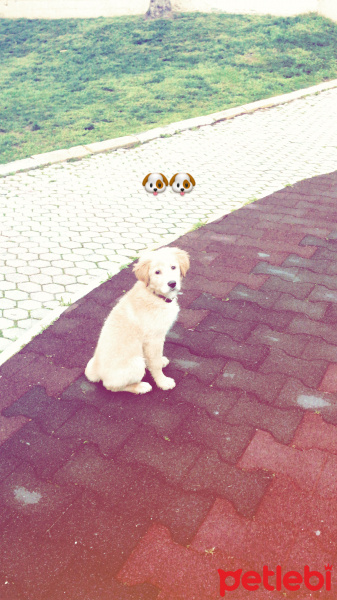 Golden Retriever, Köpek  PAŞA fotoğrafı