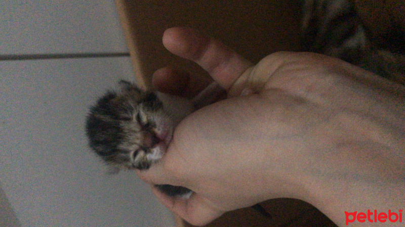 Tekir Kedi, Kedi  Yeni doğan fotoğrafı