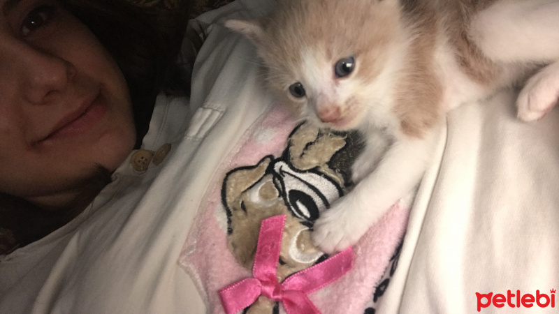 Tekir Kedi, Kedi  Yeni doğan fotoğrafı