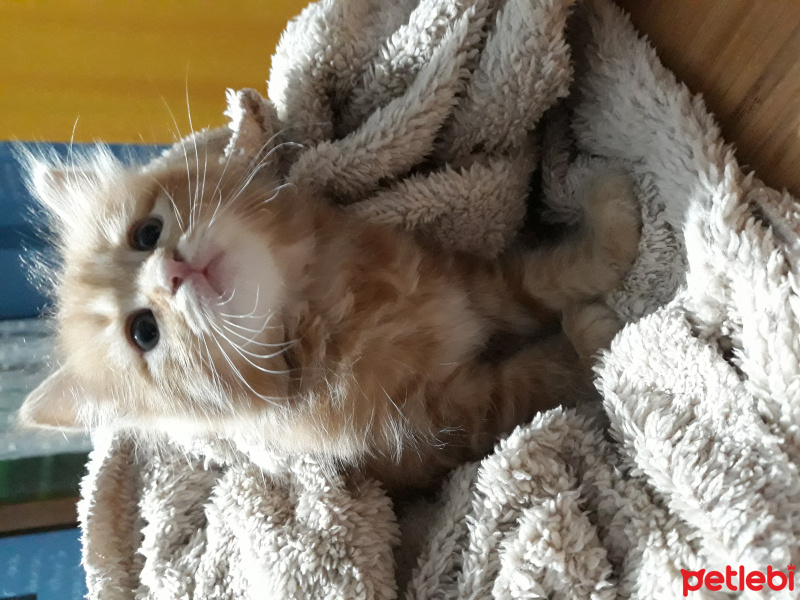 Tekir Kedi, Kedi  Sipsi fotoğrafı