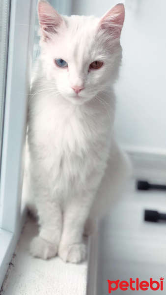 Van Kedisi, Kedi  Odin fotoğrafı