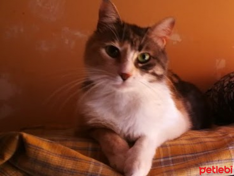 Tekir Kedi, Kedi  Şanslı fotoğrafı