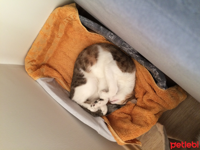 Tekir Kedi, Kedi  Tomi fotoğrafı