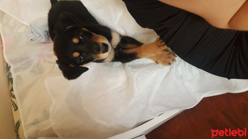 Rottweiler, Köpek  Suzi fotoğrafı