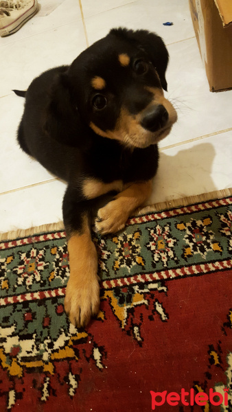 Rottweiler, Köpek  Suzi fotoğrafı