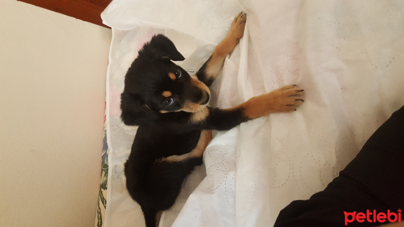 Rottweiler, Köpek  Suzi fotoğrafı