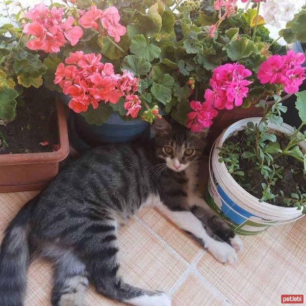 Bengal, Kedi  BONCUK fotoğrafı