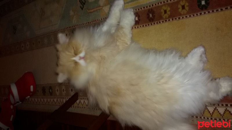 Chinchilla, Kedi  Kopuk fotoğrafı