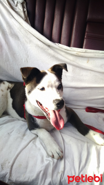 Sibirya Kurdu (Husky), Köpek  Boncuk fotoğrafı