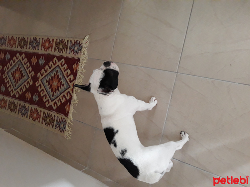 Fransız Bulldog, Köpek  Maça fotoğrafı
