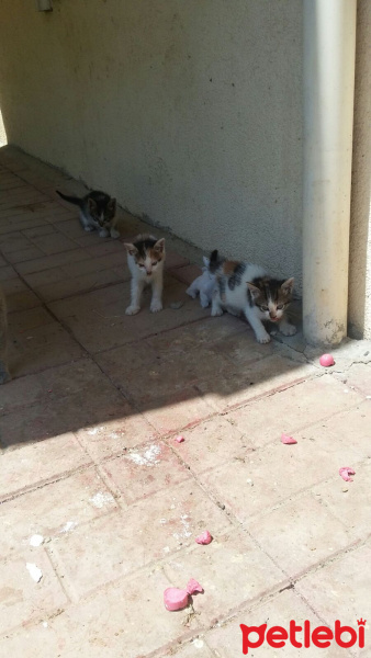 Tekir Kedi, Kedi  Kızım fotoğrafı