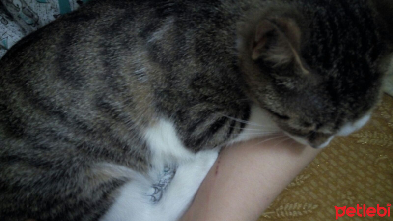Tekir Kedi, Kedi  bendis fotoğrafı