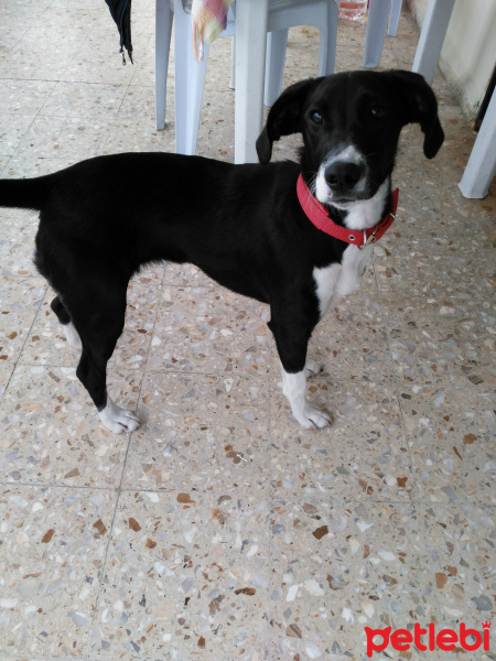 Jack Russell Terrier, Köpek  Minnak fotoğrafı