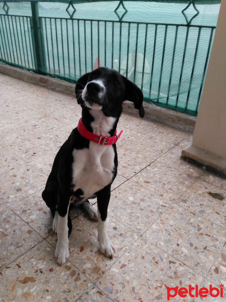 Jack Russell Terrier, Köpek  Minnak fotoğrafı