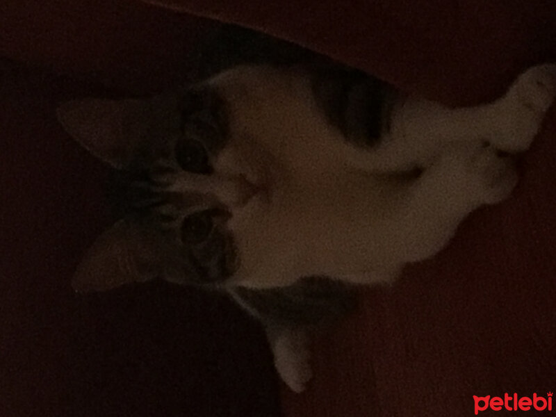 Tekir Kedi, Kedi  Paşa fotoğrafı