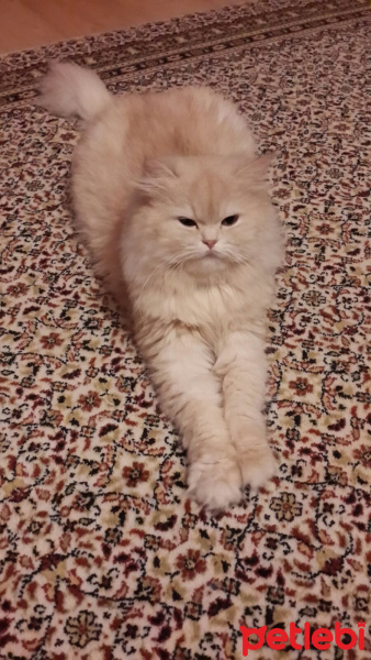 Chinchilla, Kedi  Lokum fotoğrafı