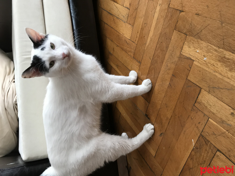 Tekir Kedi, Kedi  Pamuk fotoğrafı