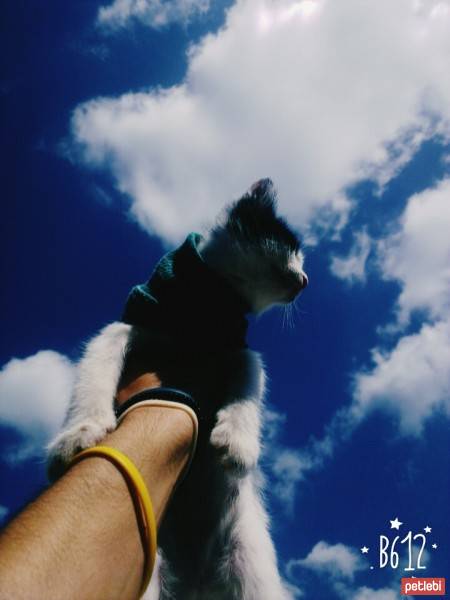 Tuxedo (Smokin) Kedi, Kedi  minik benoo fotoğrafı