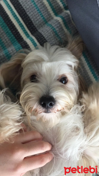 Maltese, Köpek  Felix fotoğrafı