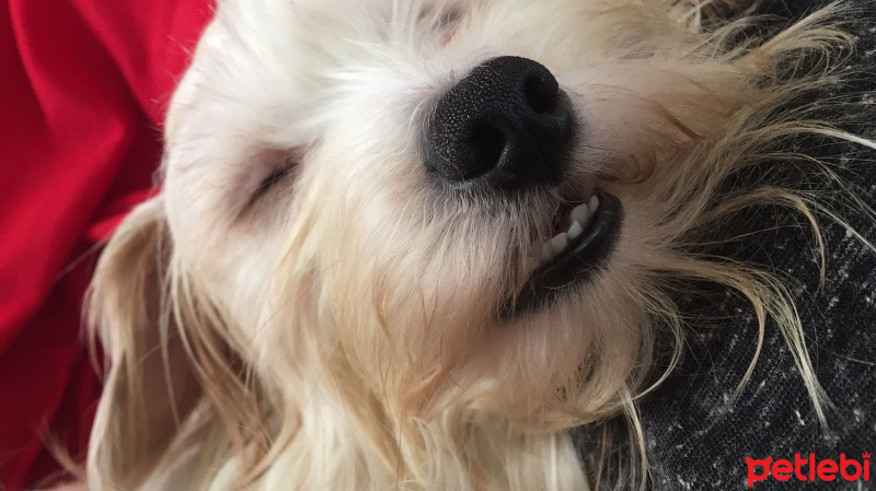Maltese, Köpek  Felix fotoğrafı