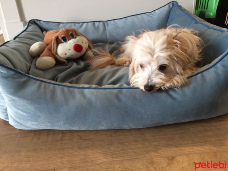 Maltese, Köpek  Felix fotoğrafı