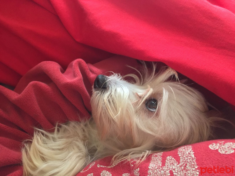 Maltese, Köpek  Felix fotoğrafı