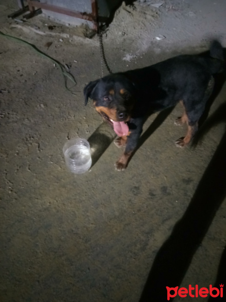 Rottweiler, Köpek  Pasa fotoğrafı