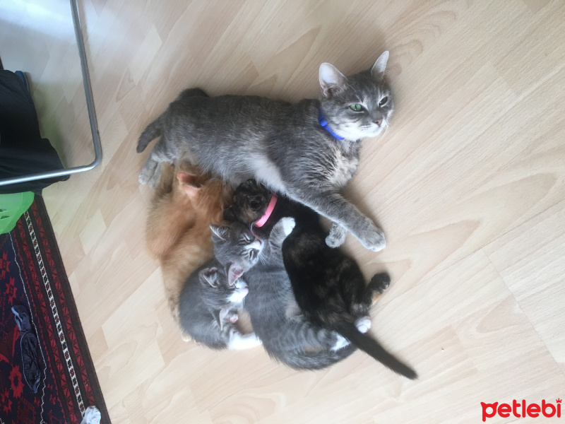 Tekir Kedi, Kedi  Pasta fotoğrafı