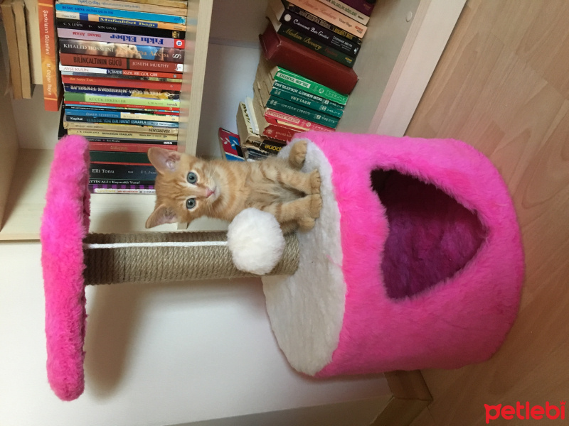 Tekir Kedi, Kedi  Pasta fotoğrafı