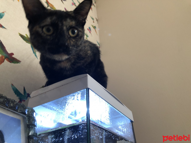 Tekir Kedi, Kedi  Pasta fotoğrafı