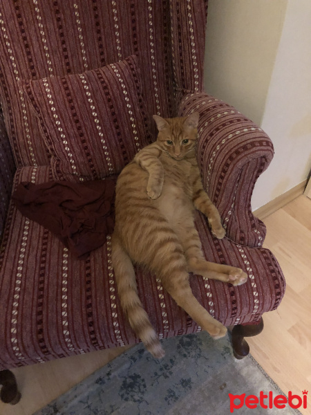 Tekir Kedi, Kedi  Pasta fotoğrafı
