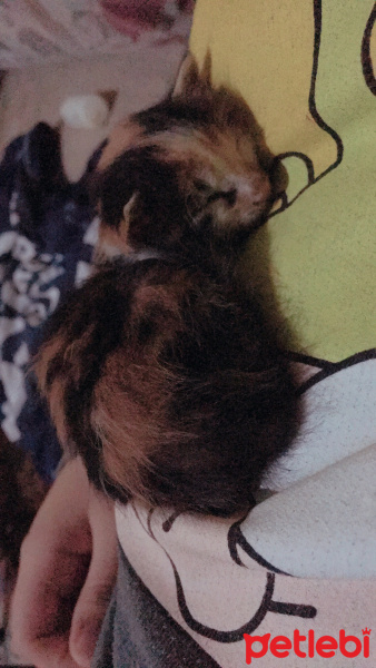 Tekir Kedi, Kedi  Masal fotoğrafı