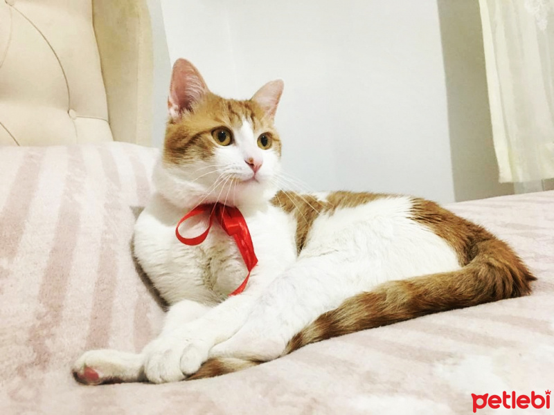 Tekir Kedi, Kedi  Simba fotoğrafı
