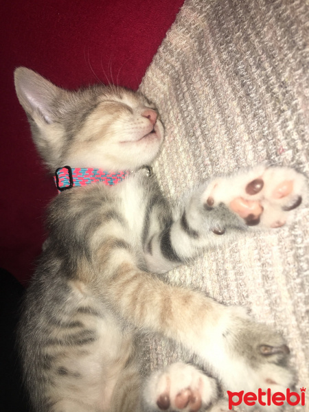 Tekir Kedi, Kedi  Maya fotoğrafı