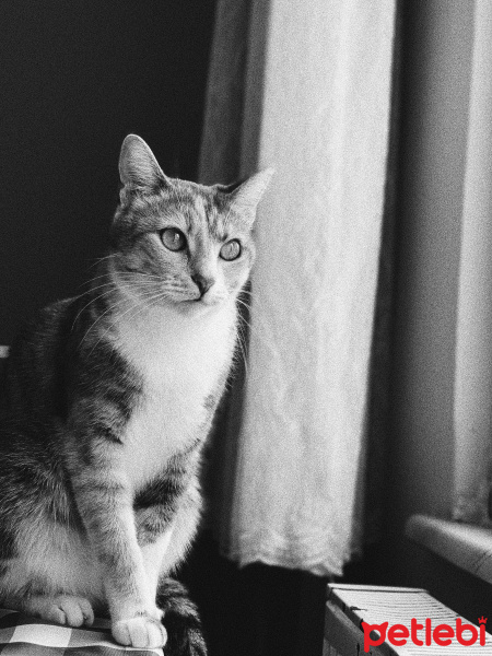 Tekir Kedi, Kedi  Maya fotoğrafı