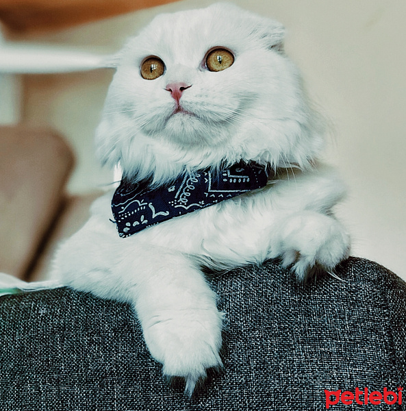 Scottish Fold, Kedi  Fluffy fotoğrafı