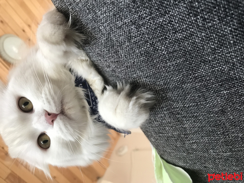 Scottish Fold, Kedi  Fluffy fotoğrafı
