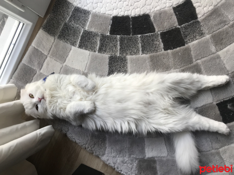 Scottish Fold, Kedi  Fluffy fotoğrafı